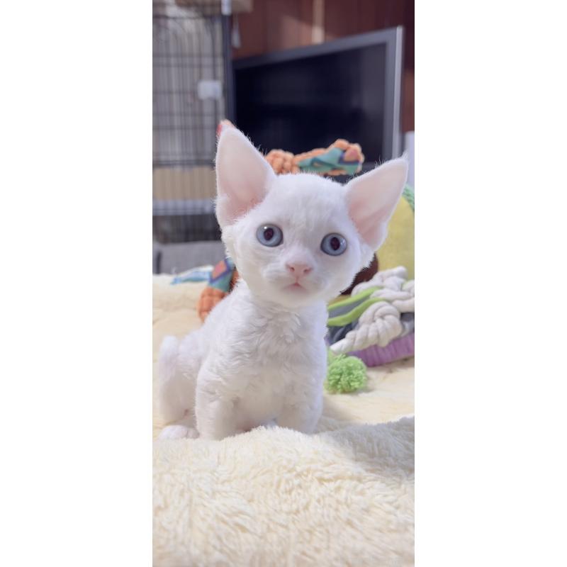 販売中の岐阜県のデボンレックス-138927の7枚目