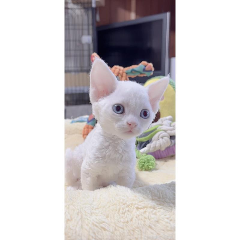 販売中の岐阜県のデボンレックス-138927の6枚目