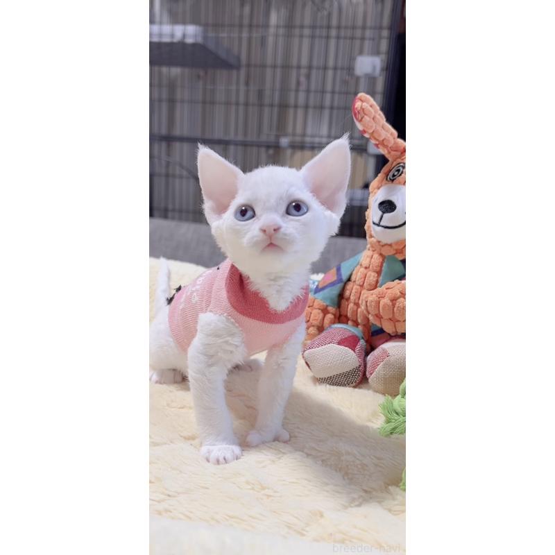 販売中の岐阜県のデボンレックス-138927の4枚目