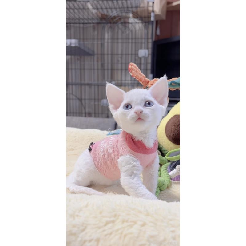 販売中の岐阜県のデボンレックス-138927の3枚目