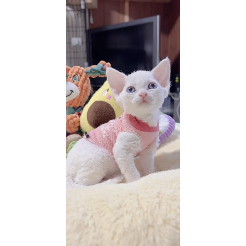 販売中の岐阜県のデボンレックス-138927の2枚目