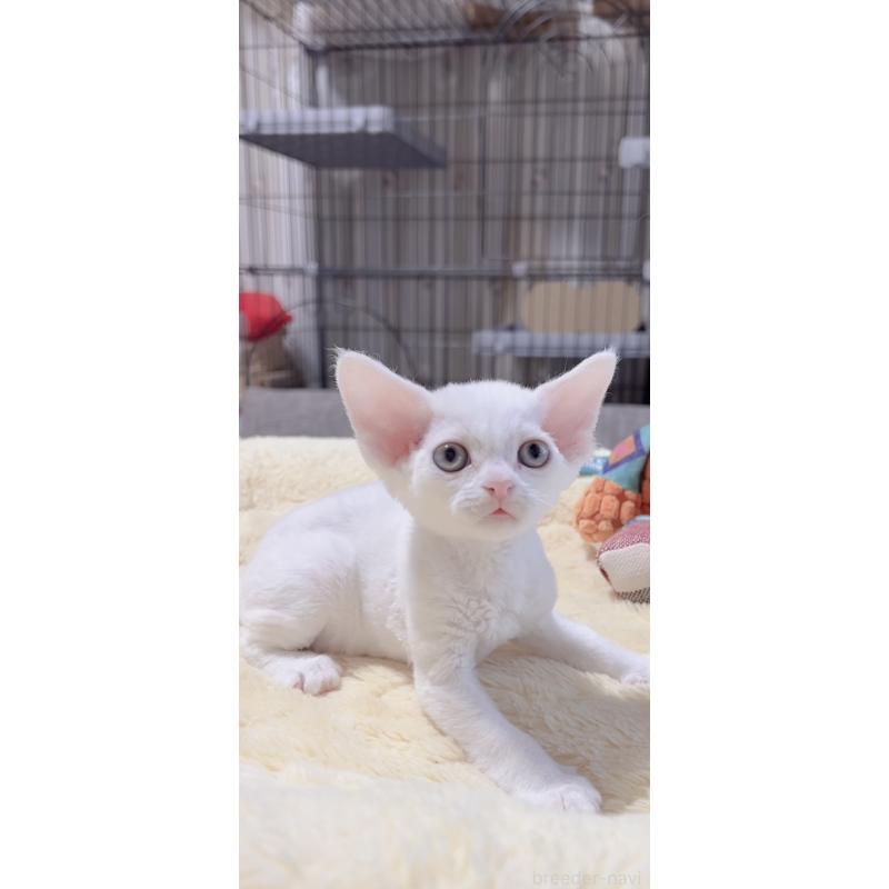 販売中の岐阜県のデボンレックス-138928の7枚目