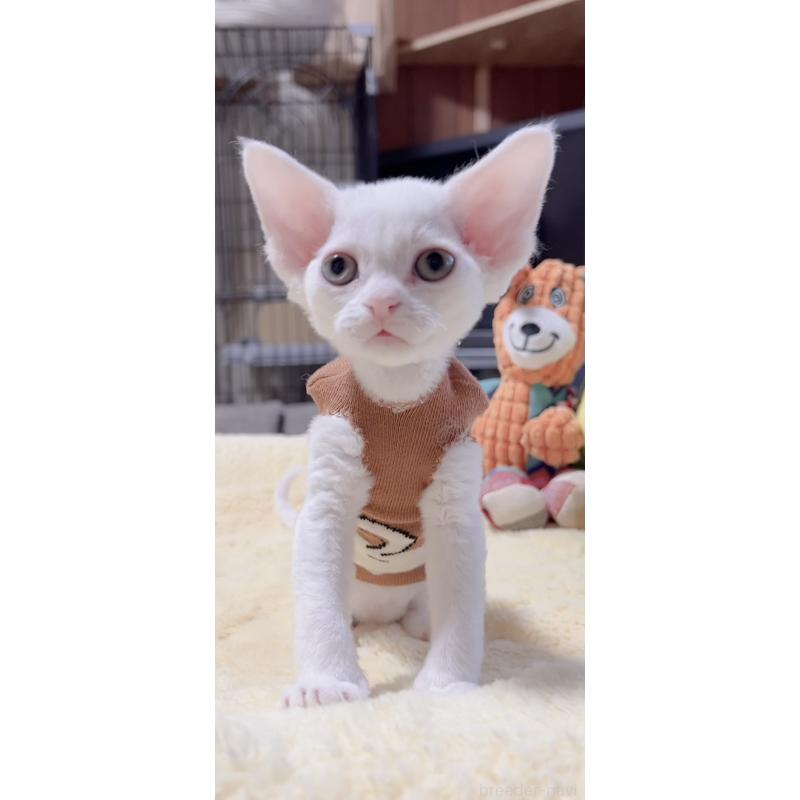 販売中の岐阜県のデボンレックス-138928の6枚目