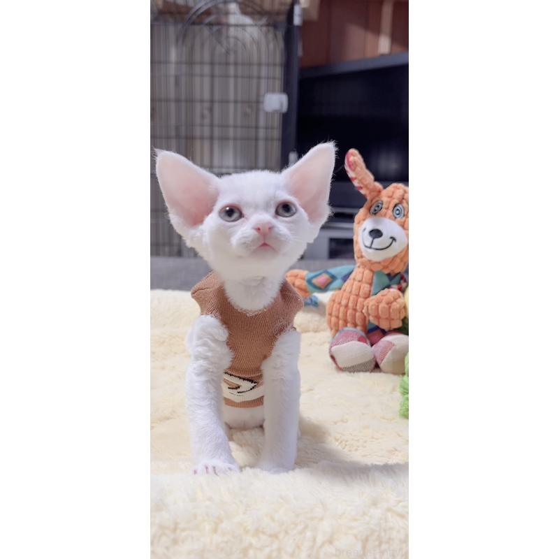 販売中の岐阜県のデボンレックス-138928の5枚目