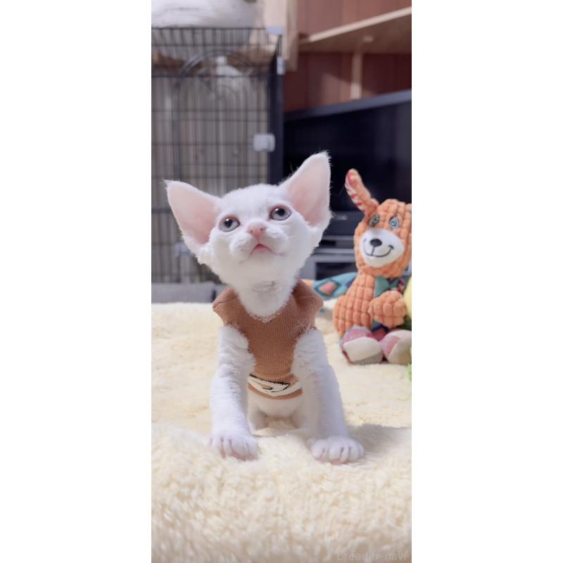 販売中の岐阜県のデボンレックス-138928の3枚目