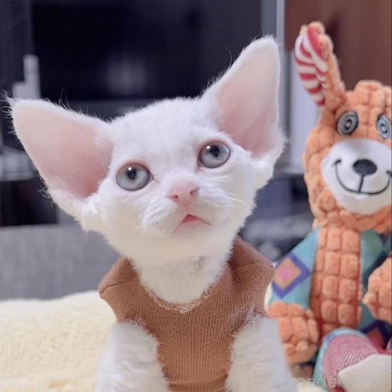 販売中の岐阜県のデボンレックス-138928の1枚目