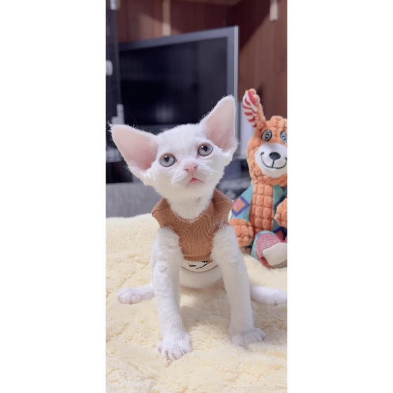 販売中の岐阜県のデボンレックス-138928の2枚目