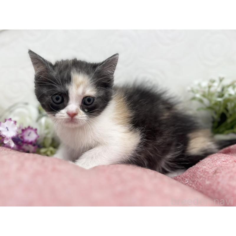 販売中の広島県のスコティッシュフォールド-136799の3枚目