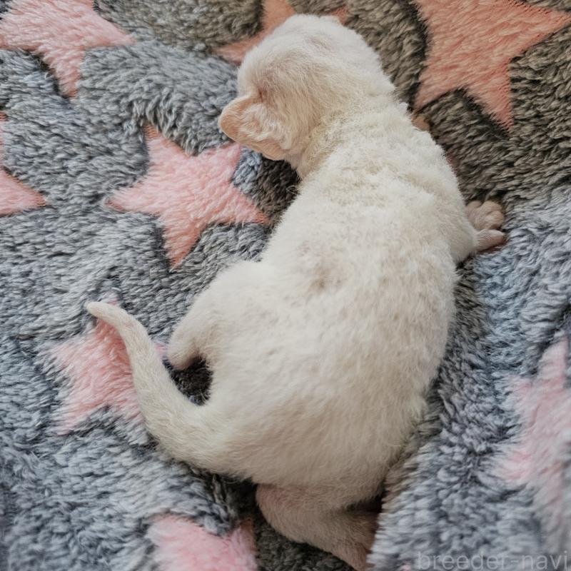 販売中の兵庫県のデボンレックス-138929の3枚目