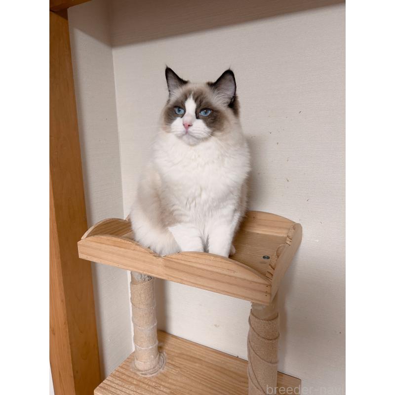 成約済の埼玉県のラグドール-127133の5枚目