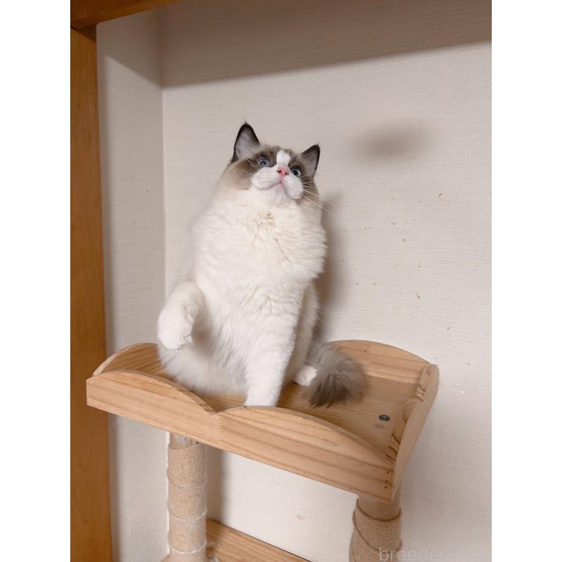 成約済の埼玉県のラグドール-127133の3枚目