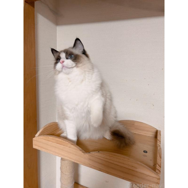 成約済の埼玉県のラグドール-127133の2枚目