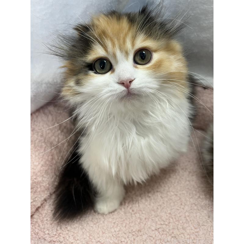 販売中の神奈川県のミヌエット(短足)-136275の2枚目