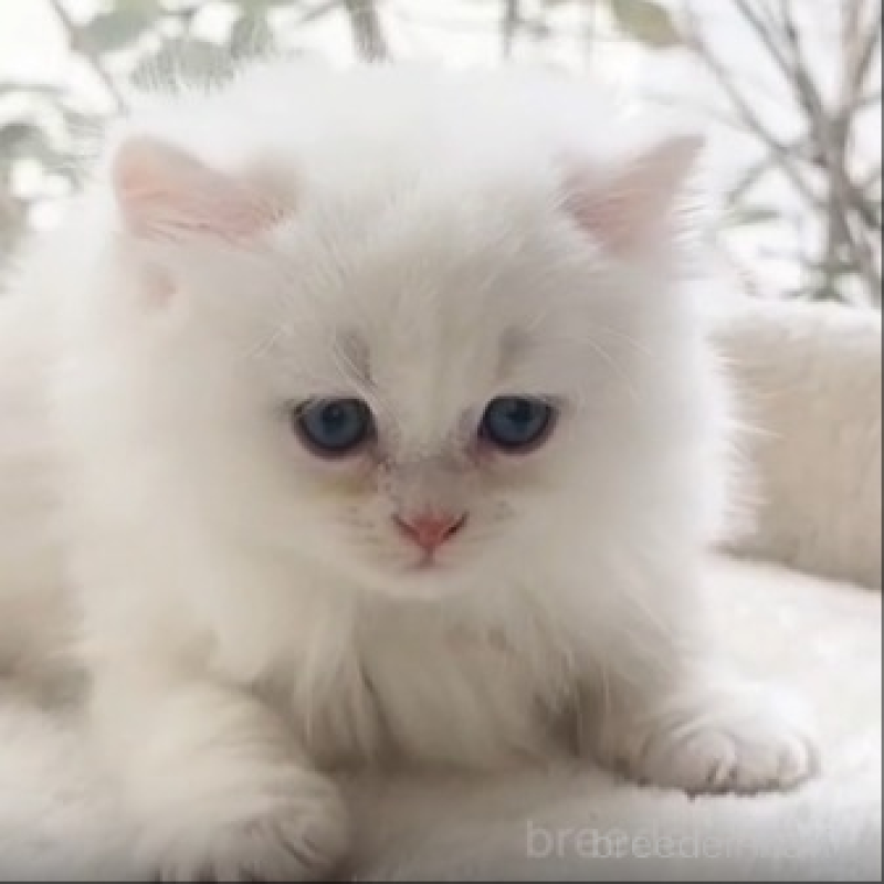 販売中の香川県のミヌエット-138930