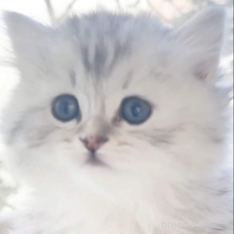 販売中の香川県のミヌエット-138931の2枚目