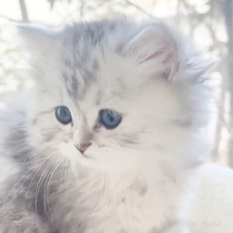 販売中の香川県のミヌエット-138931の1枚目