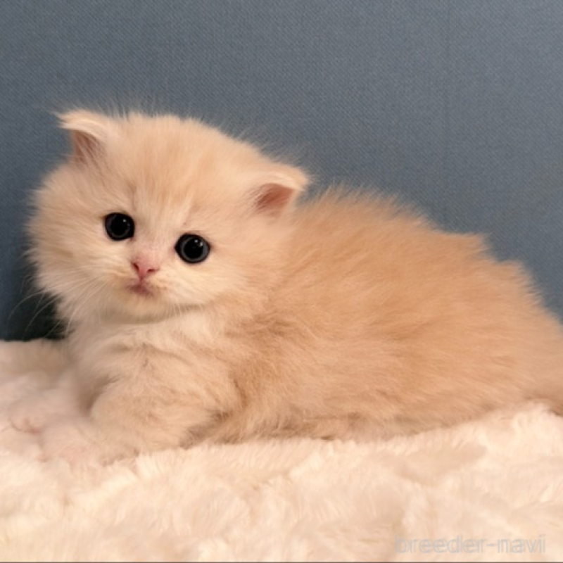 販売中の福岡県のマンチカン(短足)-138932の4枚目