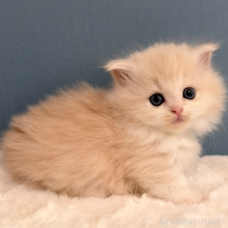 販売中の福岡県のマンチカン(短足)-138932の3枚目