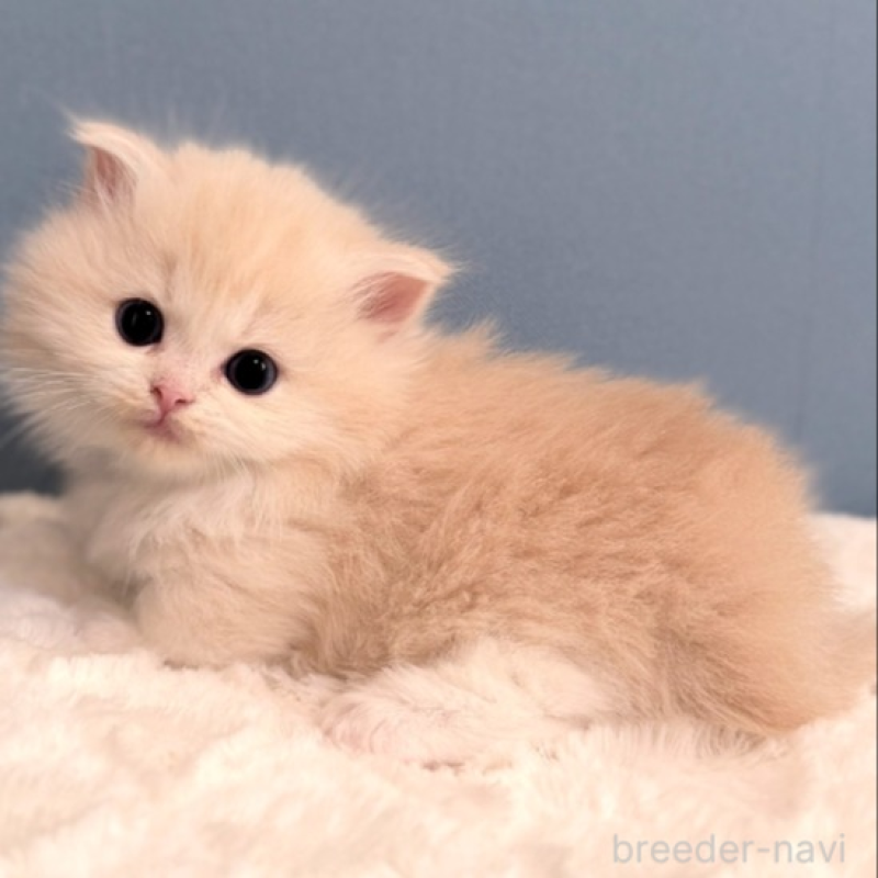 販売中の福岡県のマンチカン(短足)-138932の2枚目