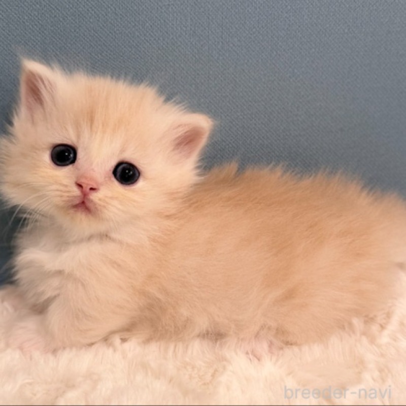 販売中の福岡県のマンチカン(短足)-138933の4枚目