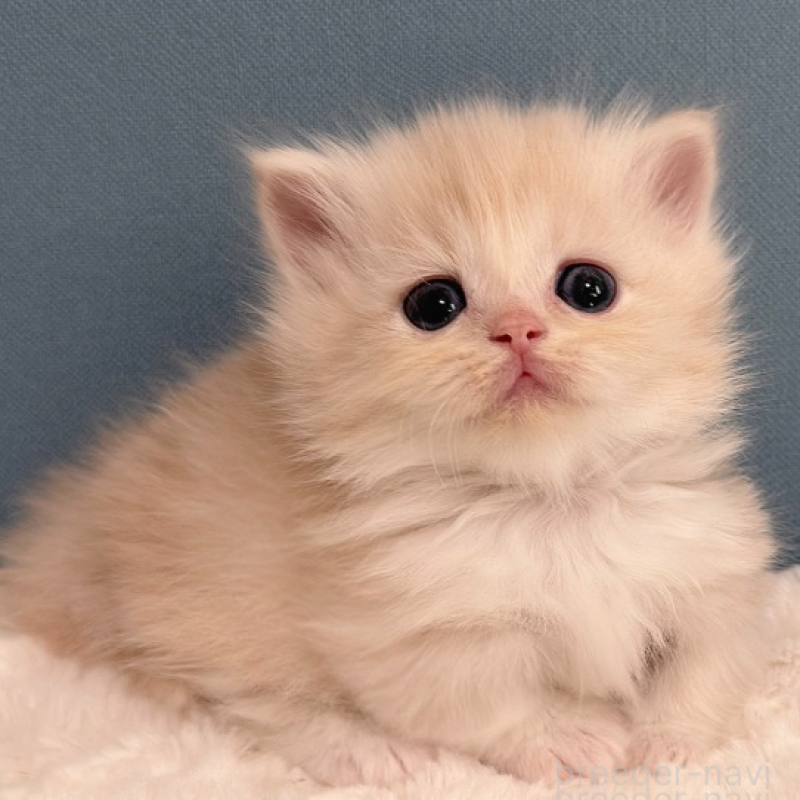 販売中の福岡県のマンチカン(短足)-138933の3枚目