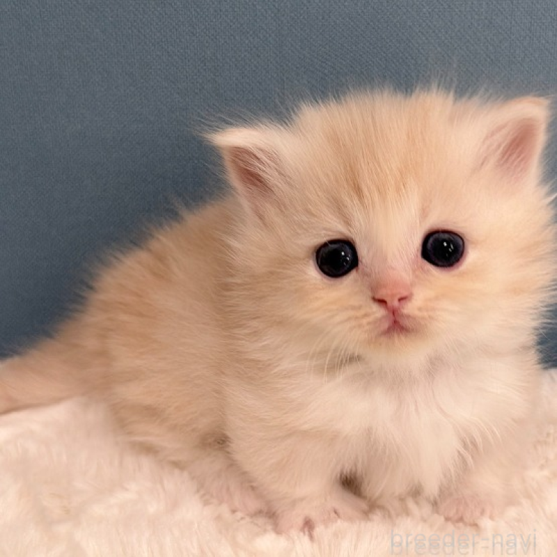 販売中の福岡県のマンチカン(短足)-138933の2枚目