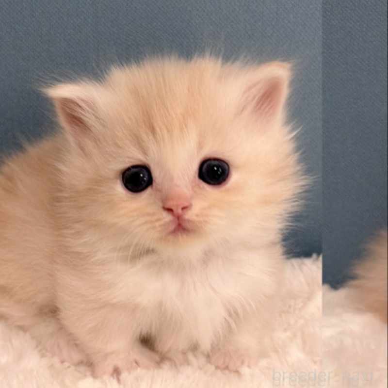 販売中の福岡県のマンチカン(短足)-138933