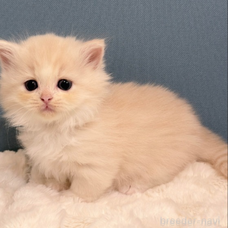 販売中の福岡県のマンチカン(短足)-138934の4枚目