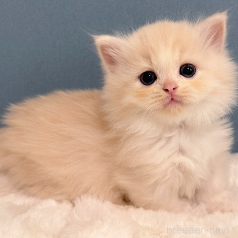 販売中の福岡県のマンチカン(短足)-138934の2枚目