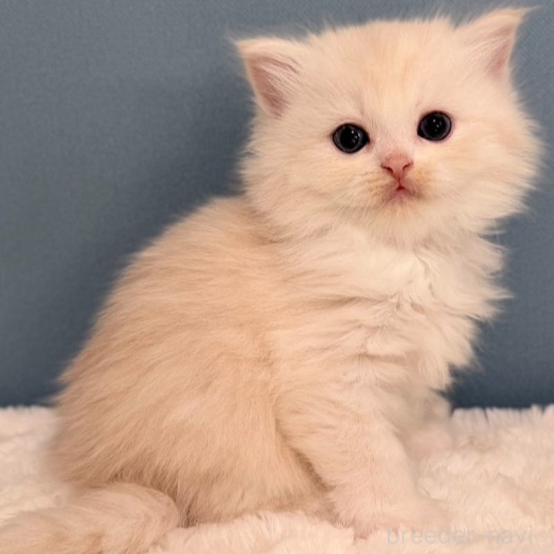 販売中の福岡県のマンチカン-138935の4枚目