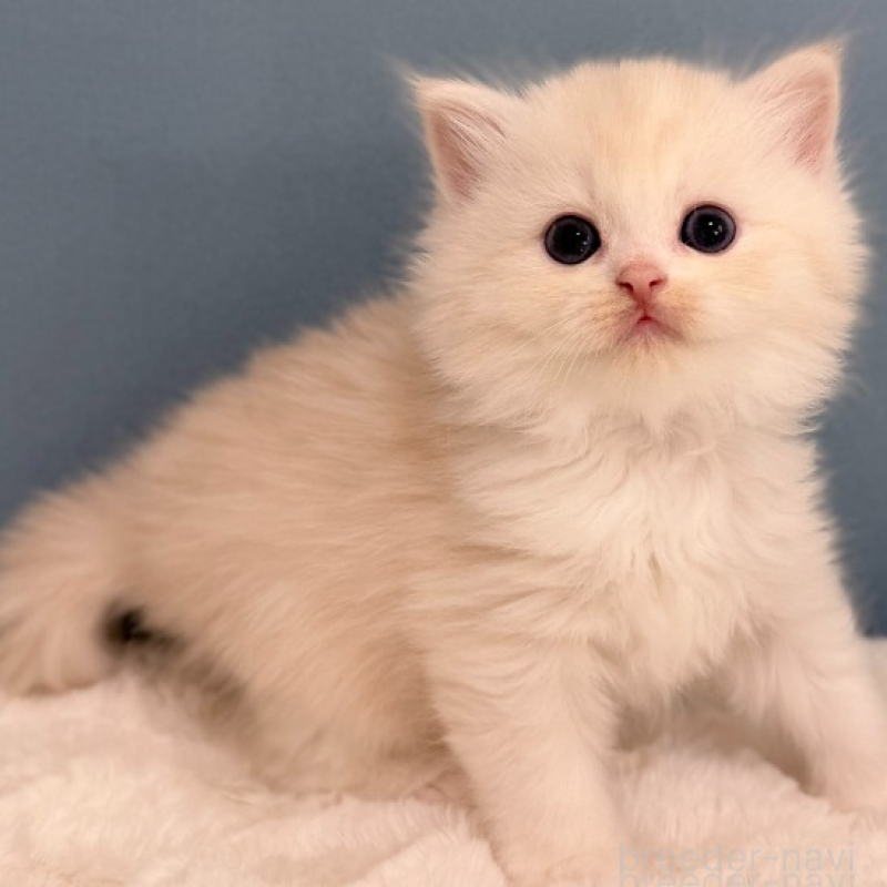 販売中の福岡県のマンチカン-138935