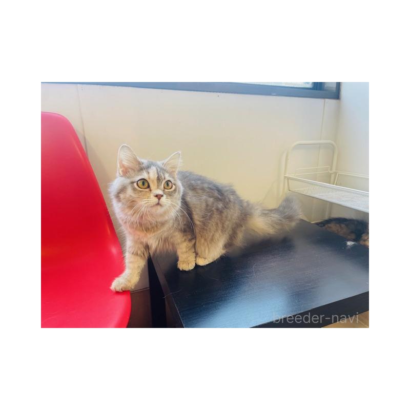 販売中の埼玉県のマンチカン-138936の4枚目