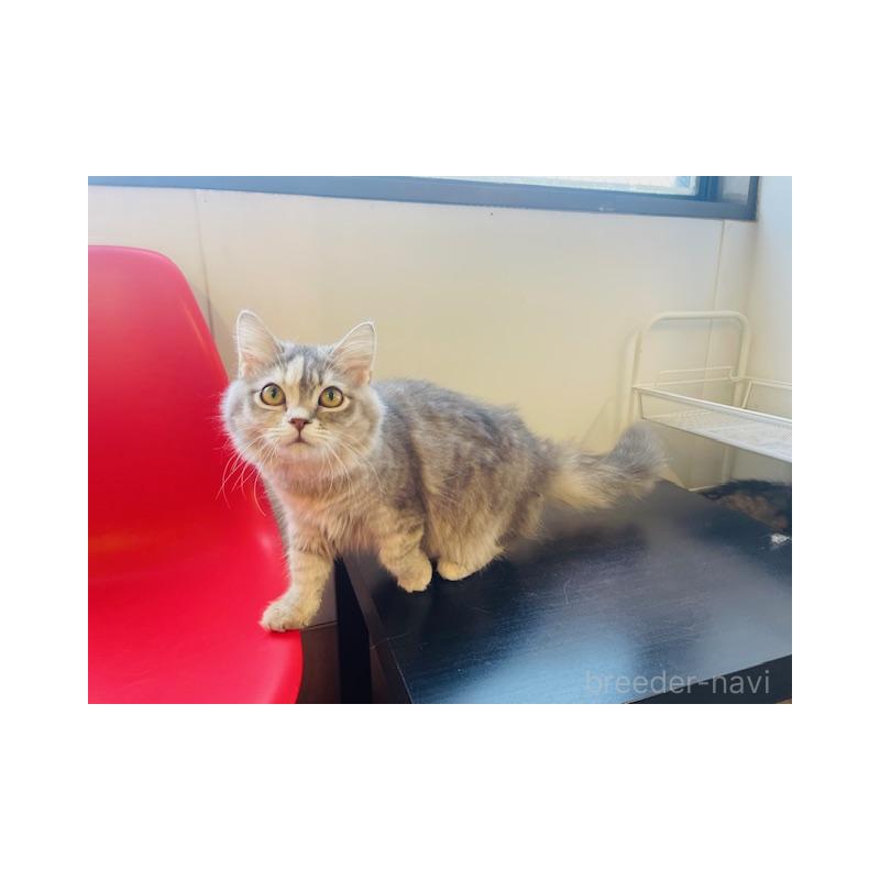 販売中の埼玉県のマンチカン-138936の3枚目