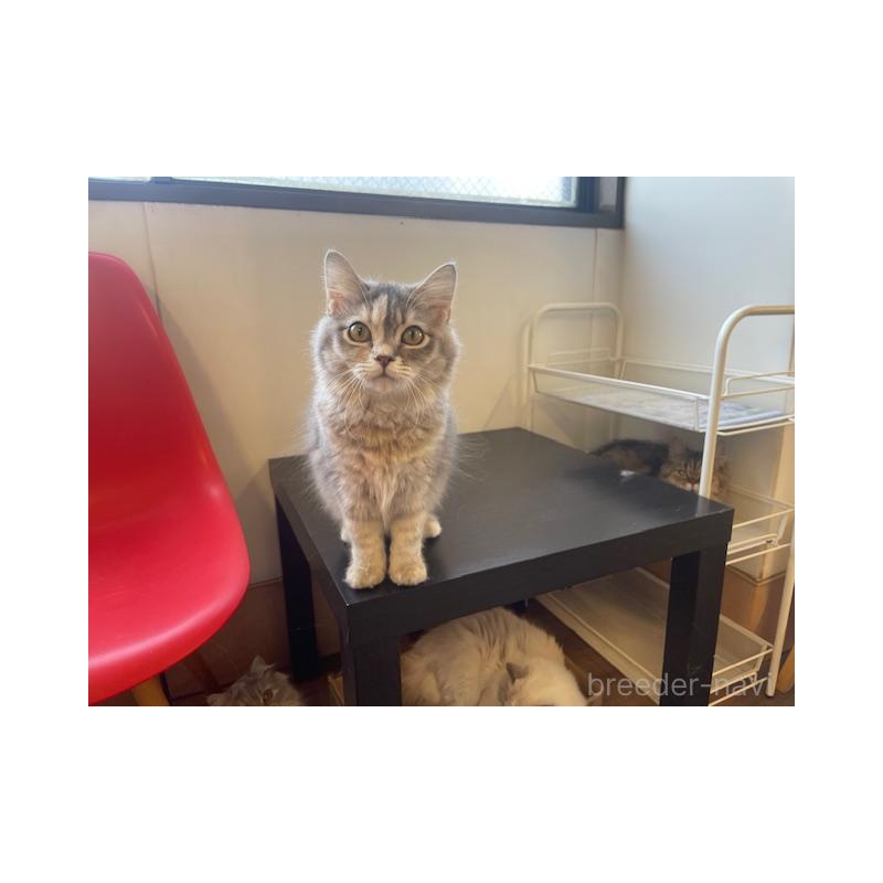 販売中の埼玉県のマンチカン-138936の2枚目