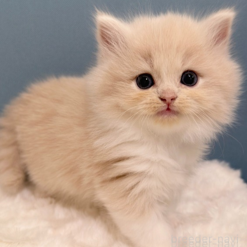 販売中の福岡県のマンチカン-138937の4枚目