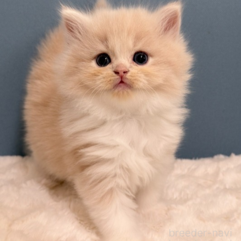 販売中の福岡県のマンチカン-138937の3枚目