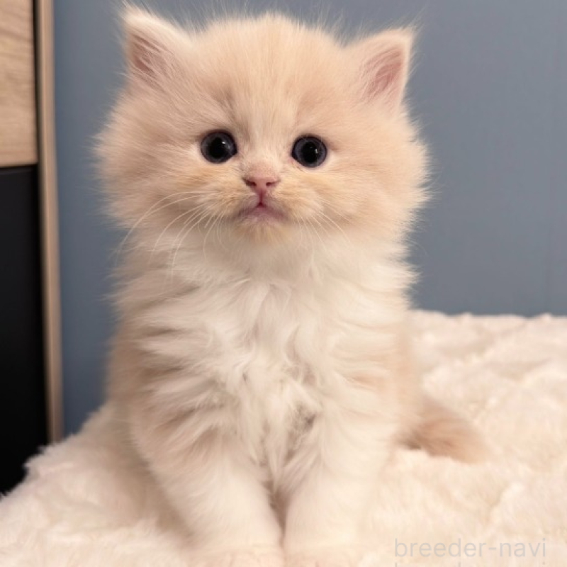 販売中の福岡県のマンチカン-138937