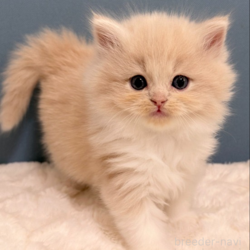 販売中の福岡県のマンチカン-138937の2枚目