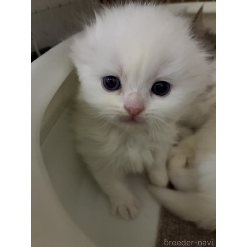 販売中の三重県のスコティッシュフォールド(折れ耳)-138938の7枚目