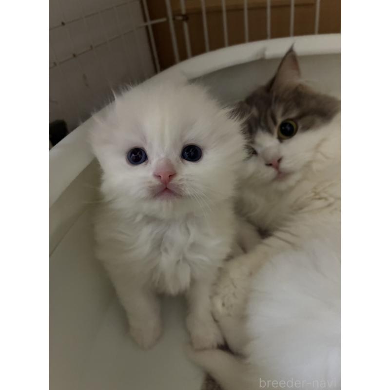 販売中の三重県のスコティッシュフォールド(折れ耳)-138938の8枚目