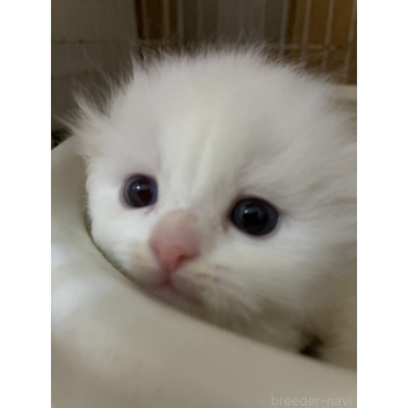 販売中の三重県のスコティッシュフォールド(折れ耳)-138938の6枚目