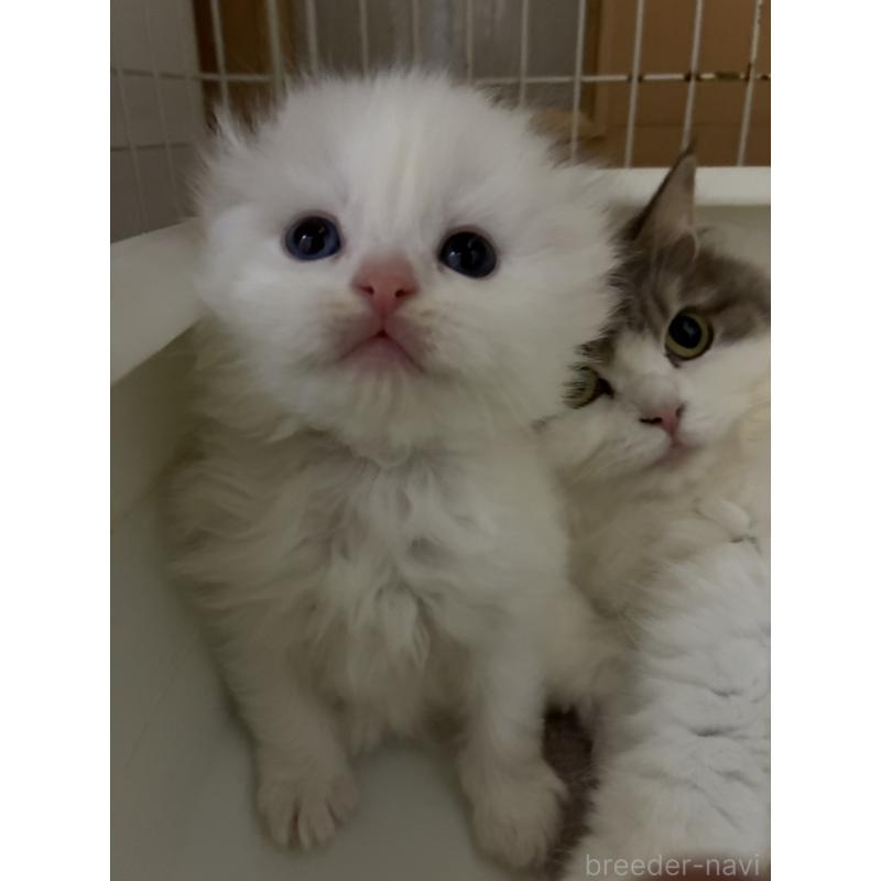 販売中の三重県のスコティッシュフォールド(折れ耳)-138938の4枚目