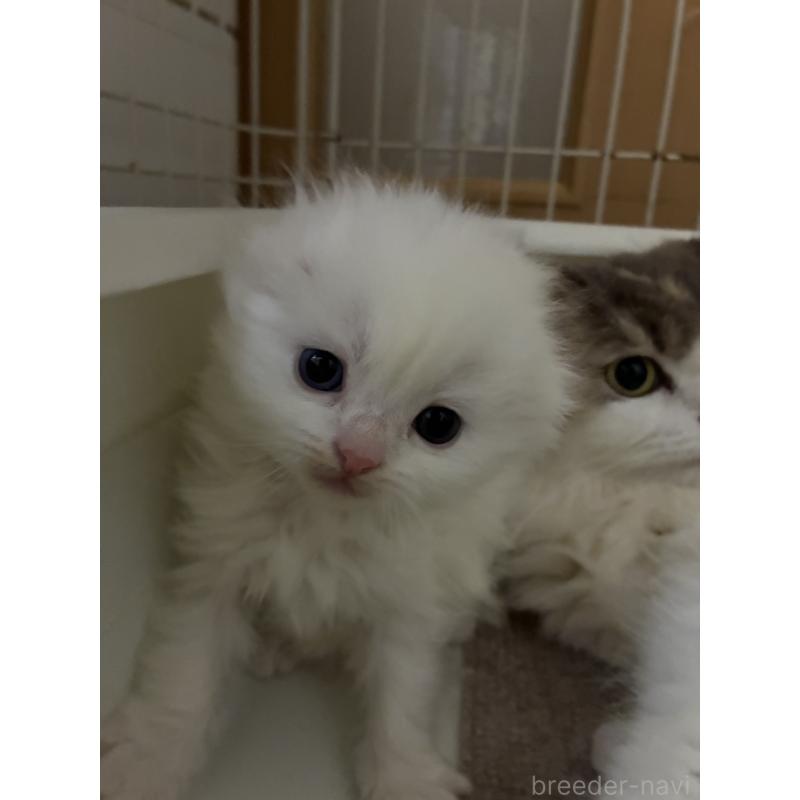 販売中の三重県のスコティッシュフォールド(折れ耳)-138938の5枚目