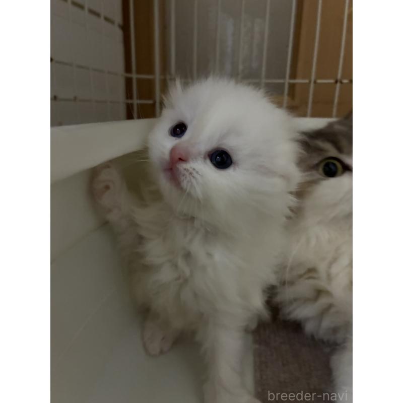 販売中の三重県のスコティッシュフォールド(折れ耳)-138938の3枚目