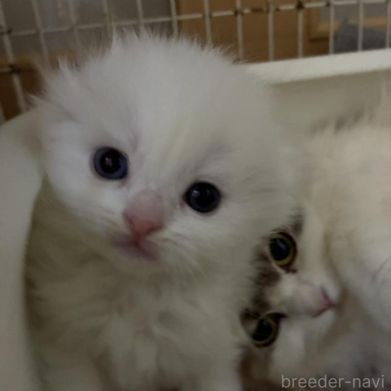 販売中の三重県のスコティッシュフォールド(折れ耳)-138938の1枚目