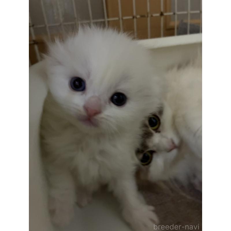 販売中の三重県のスコティッシュフォールド(折れ耳)-138938の2枚目