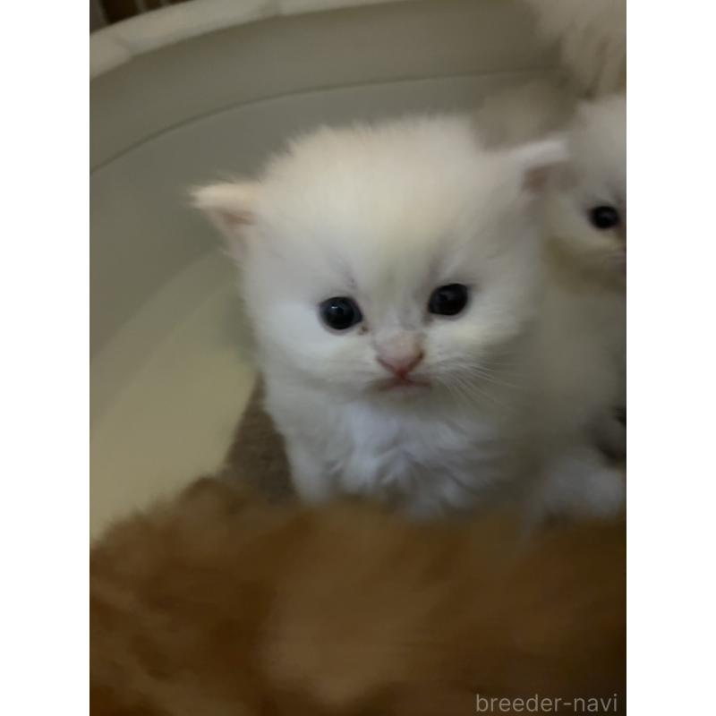 販売中の三重県のスコティッシュフォールド-138939の9枚目