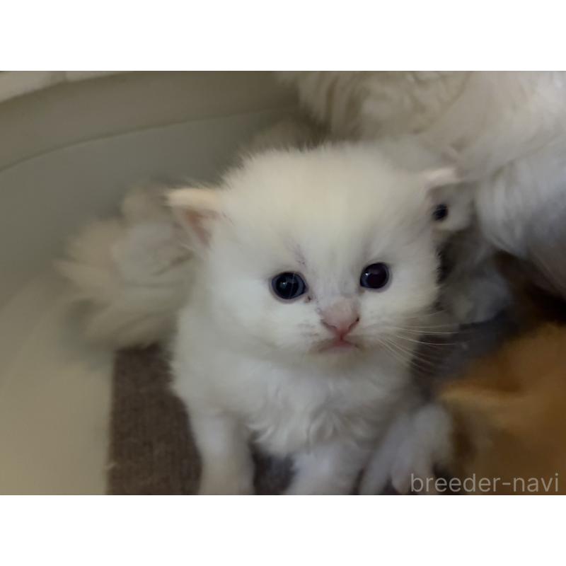 販売中の三重県のスコティッシュフォールド-138939の8枚目