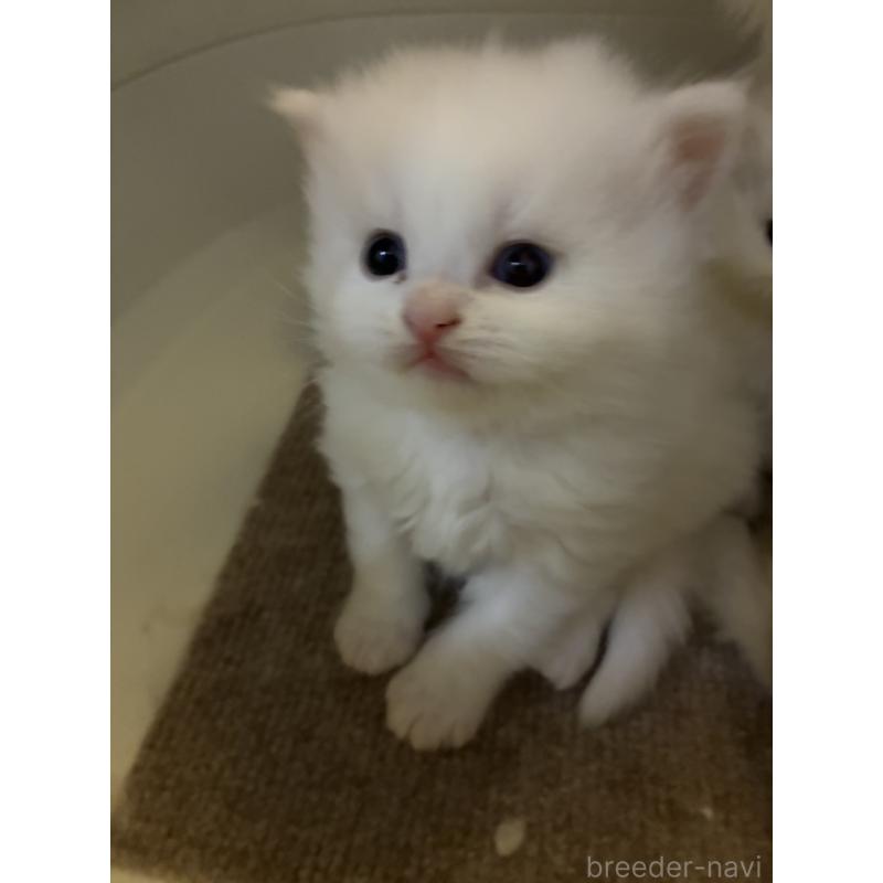 販売中の三重県のスコティッシュフォールド-138939の7枚目