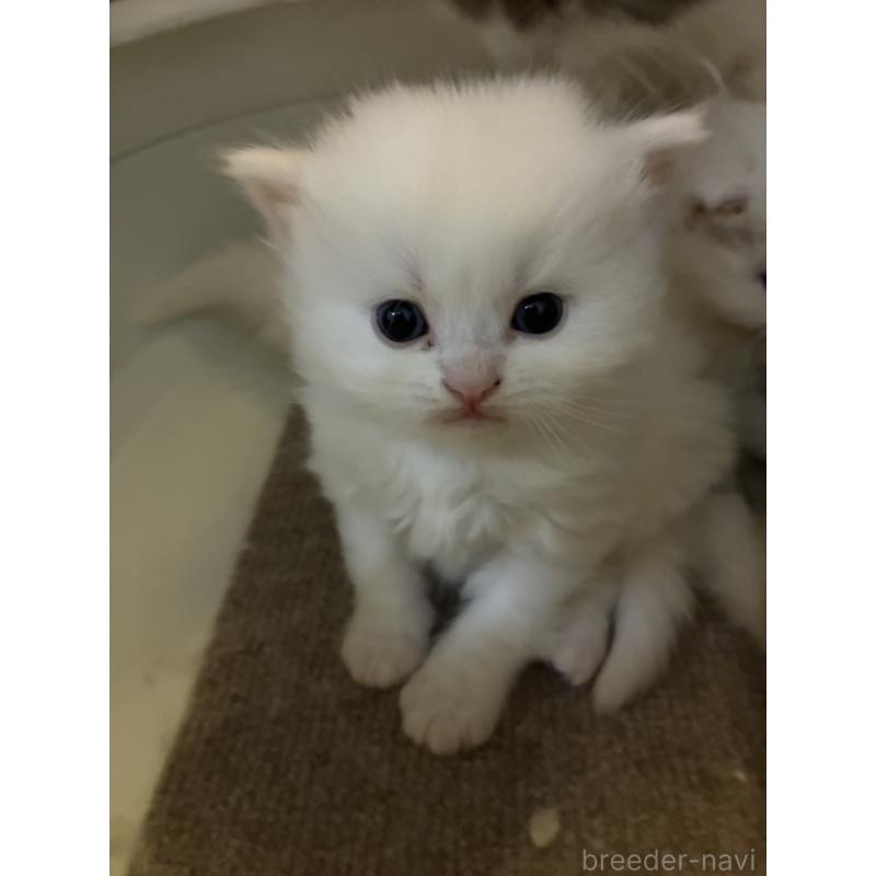 販売中の三重県のスコティッシュフォールド-138939の6枚目